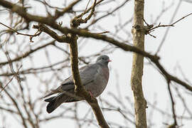 Pigeon colombin