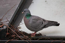 Pigeon colombin