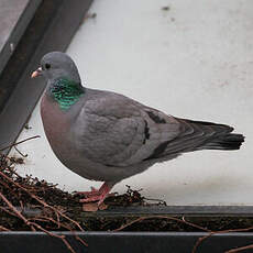 Pigeon colombin