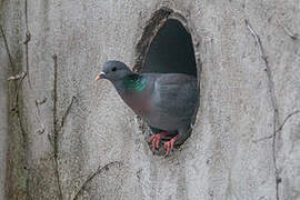 Stock Dove