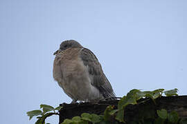 Stock Dove