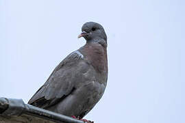 Stock Dove