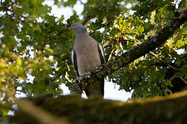 Common Wood Pigeon