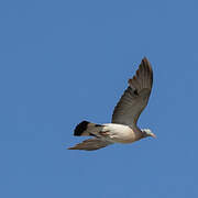 Common Wood Pigeon