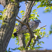 Common Wood Pigeon