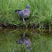 Common Wood Pigeon