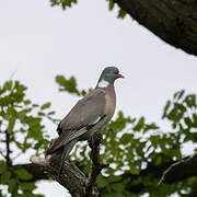 Common Wood Pigeon