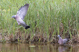 Common Wood Pigeon