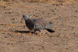 Pigeon roussard