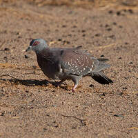 Pigeon roussard