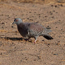 Pigeon roussard