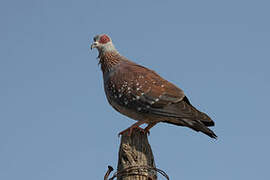 Speckled Pigeon