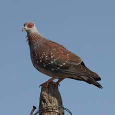 Pigeon roussard