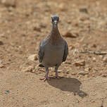 Pigeon roussard