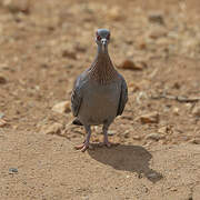 Pigeon roussard