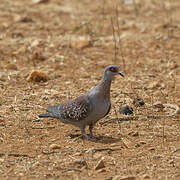 Speckled Pigeon