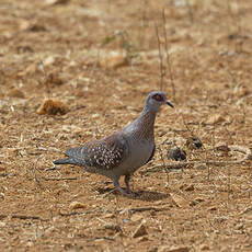 Pigeon roussard