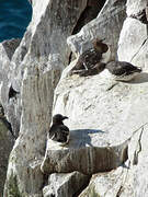 Razorbill