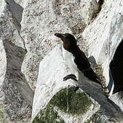 Razorbill