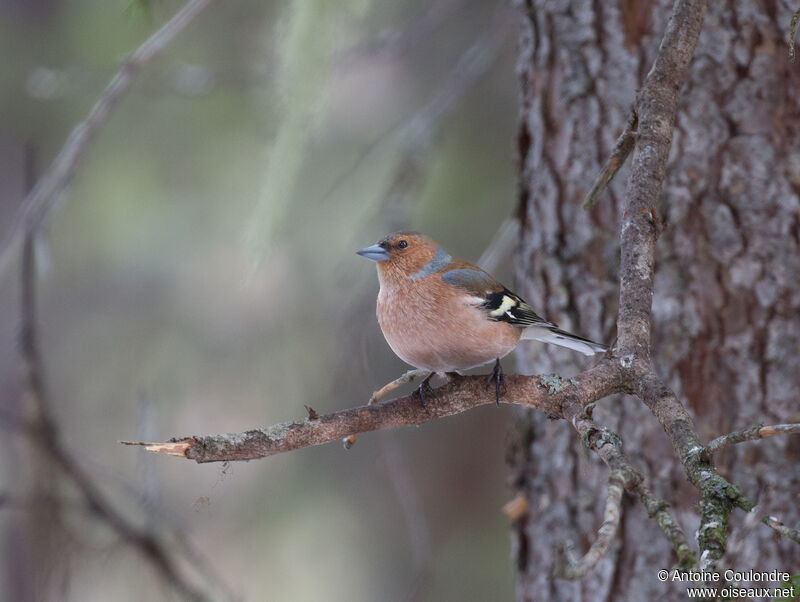 Eurasian Chaffinch male adult