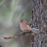 Eurasian Chaffinch