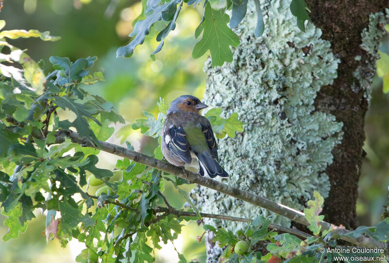 Pinson des arbres mâle adulte