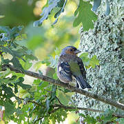 Eurasian Chaffinch