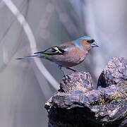 Eurasian Chaffinch