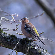 Eurasian Chaffinch