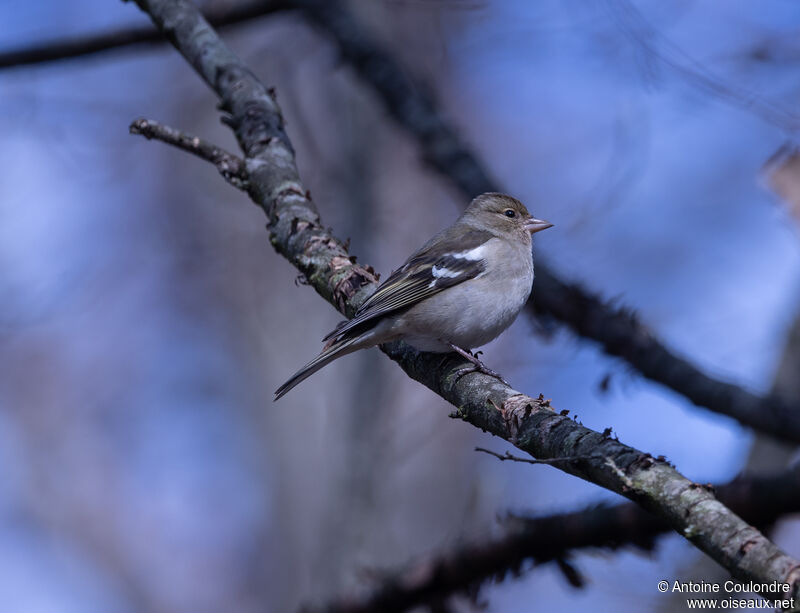 Eurasian Chaffinch female adult