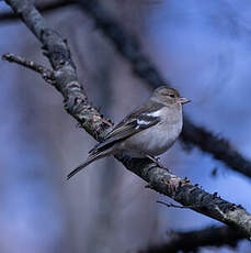 Pinson des arbres