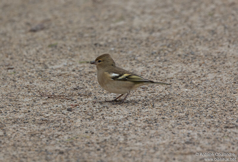 Eurasian Chaffinch female adult