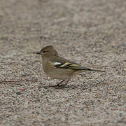 Eurasian Chaffinch