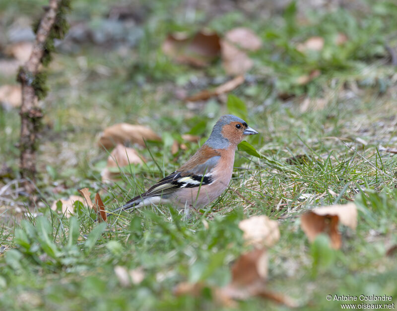 Eurasian Chaffinch male adult