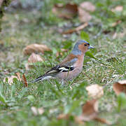 Eurasian Chaffinch