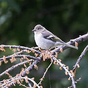 Pinson des arbres