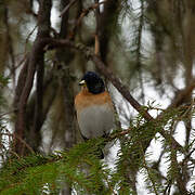 Brambling