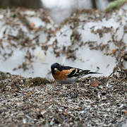 Brambling