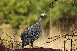 Helmeted Guineafowl