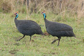 Helmeted Guineafowl