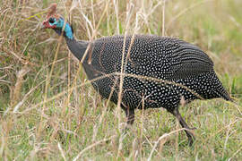 Helmeted Guineafowl