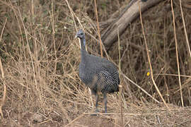 Helmeted Guineafowl