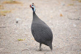 Helmeted Guineafowl