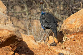 Vulturine Guineafowl