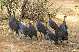 Vulturine Guineafowl