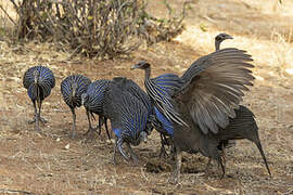 Vulturine Guineafowl