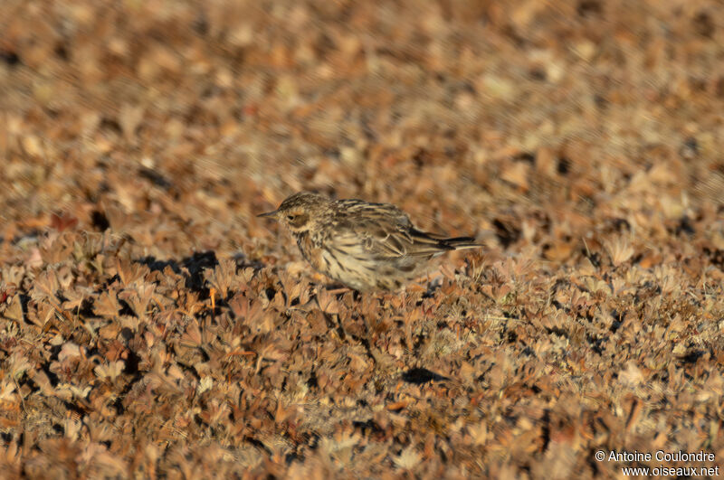 Red-throated Pipitadult