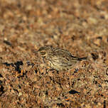 Pipit à gorge rousse