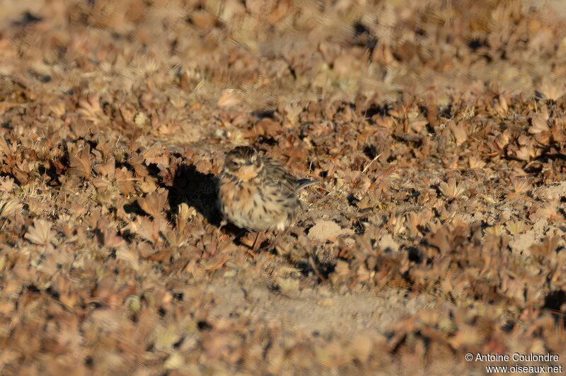 Pipit à gorge rousseadulte