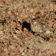 Pipit à gorge rousse